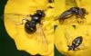 Pipiza quadrimaculata